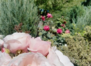 image-1-1